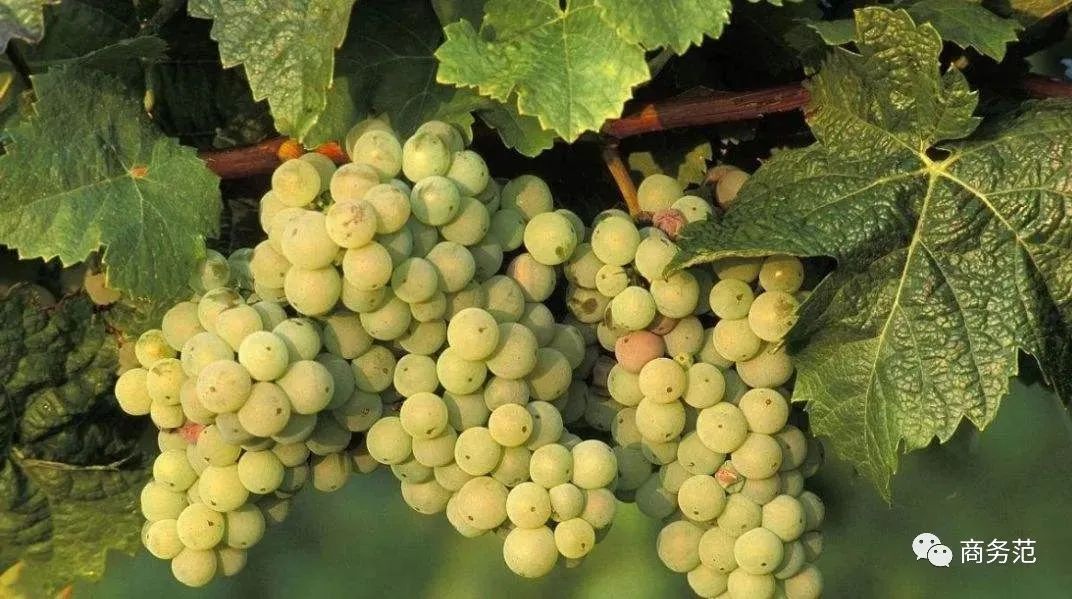 世界最好的起泡酒,列举三款世界最著名的起泡酒