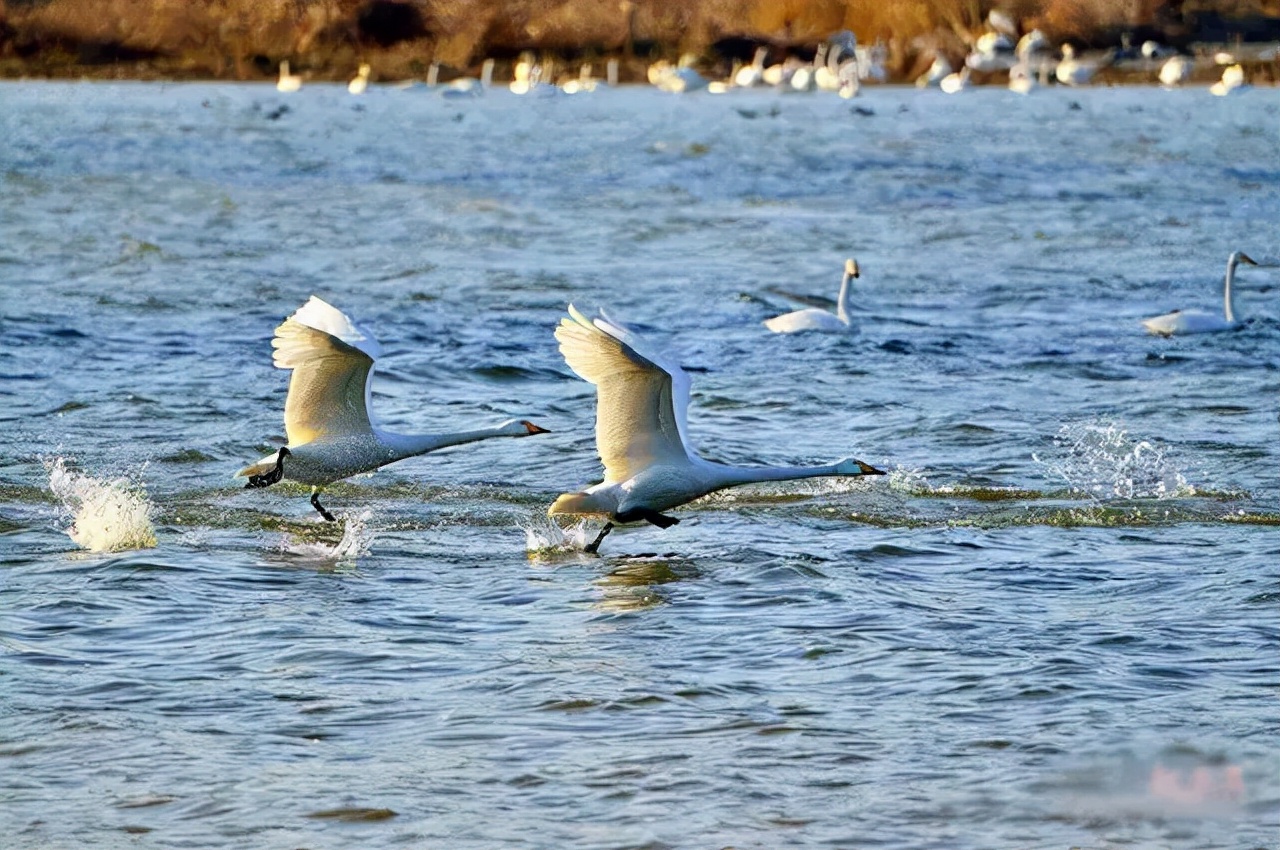 河南人要自信是什么梗,河南人要自强