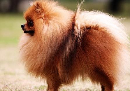 博美挑食严重怎么办,博美很挑食了怎么办