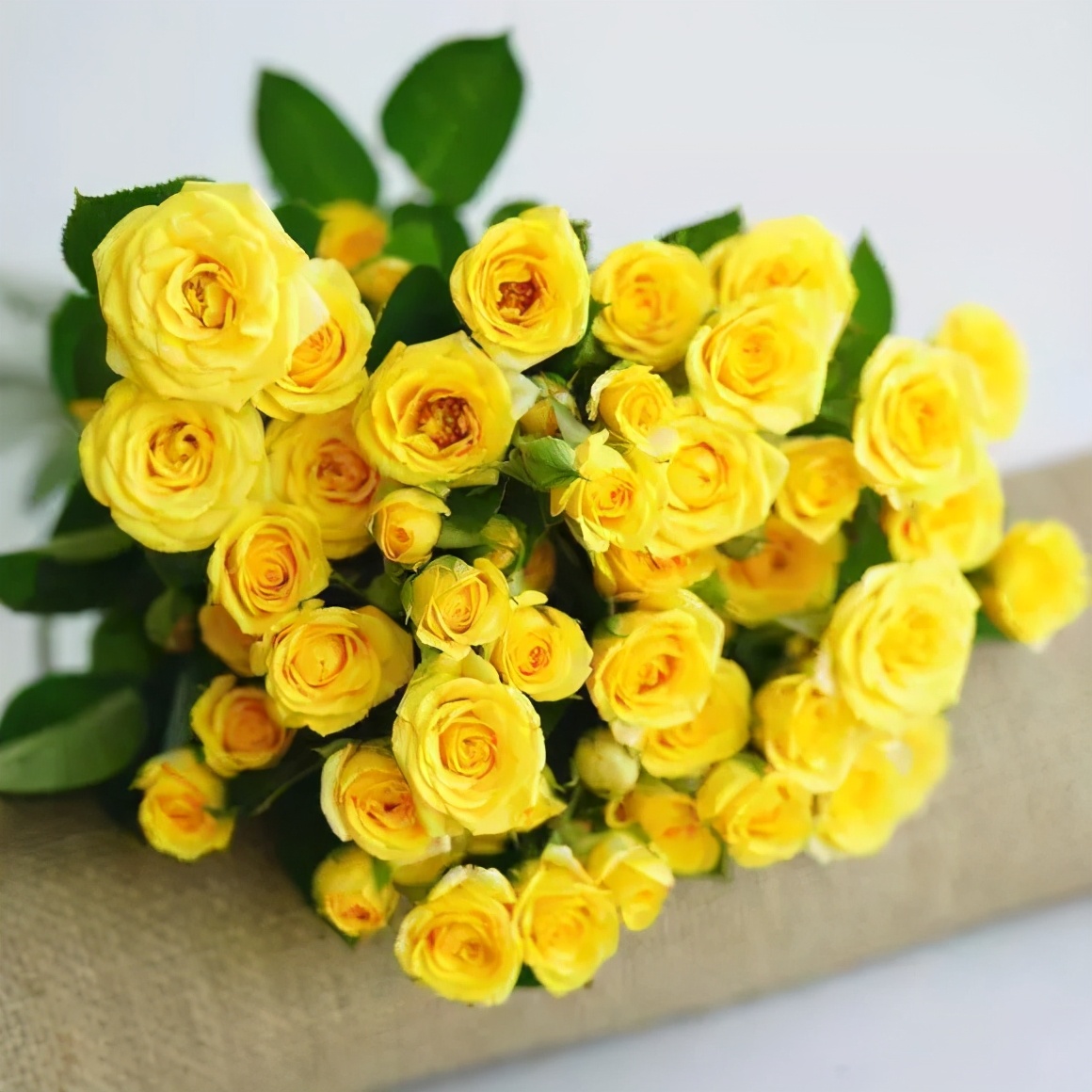 花店必备的5款玫瑰,鲜花图鉴一次性认识30种玫瑰花