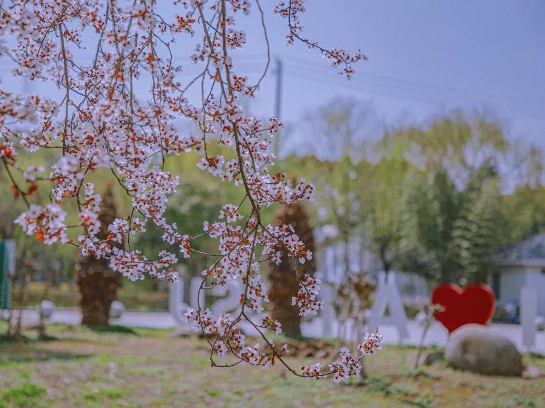 江苏省高校(六十六)苏州大学应用技术学院