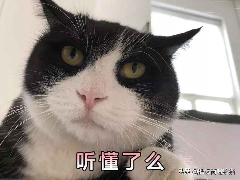 猫故事集,猫故事完整版