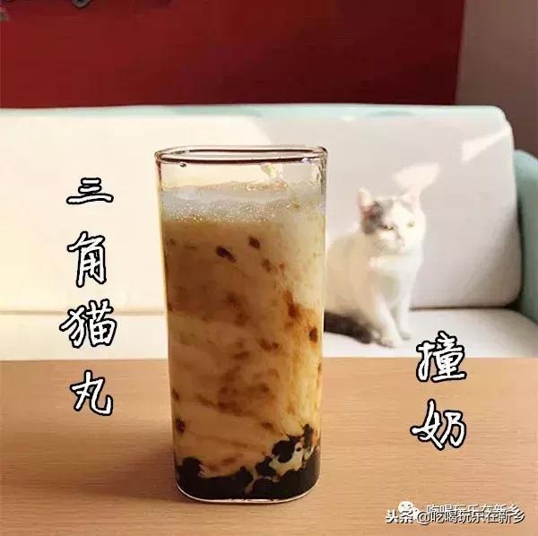 猫主子驾到,猫咪主子驾到