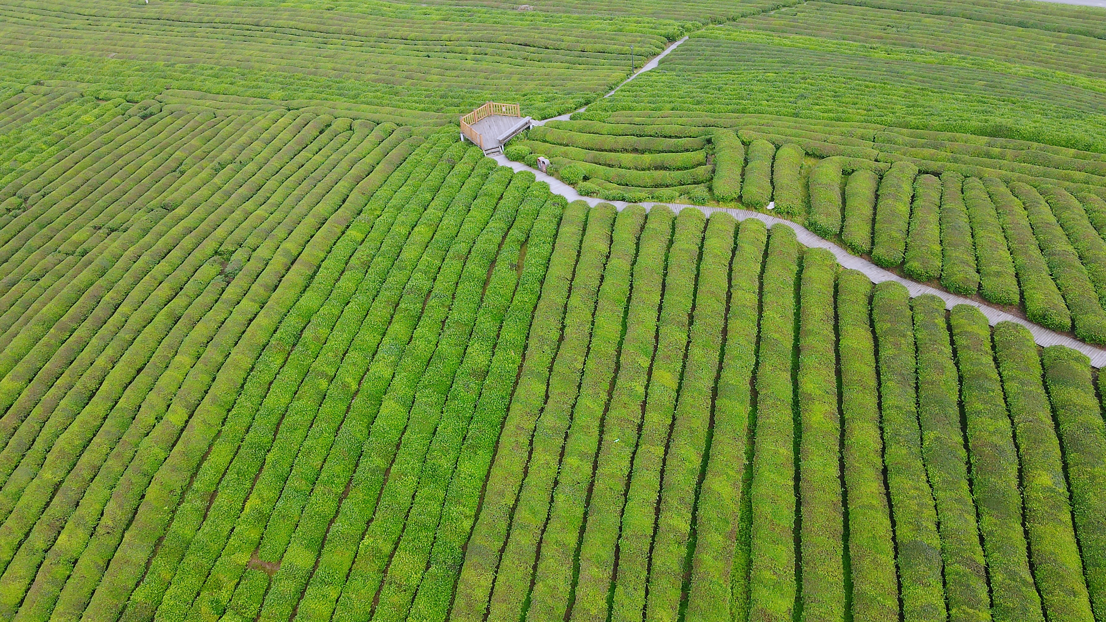 景德镇茶之源瓷之都,景德镇浮梁茶文化
