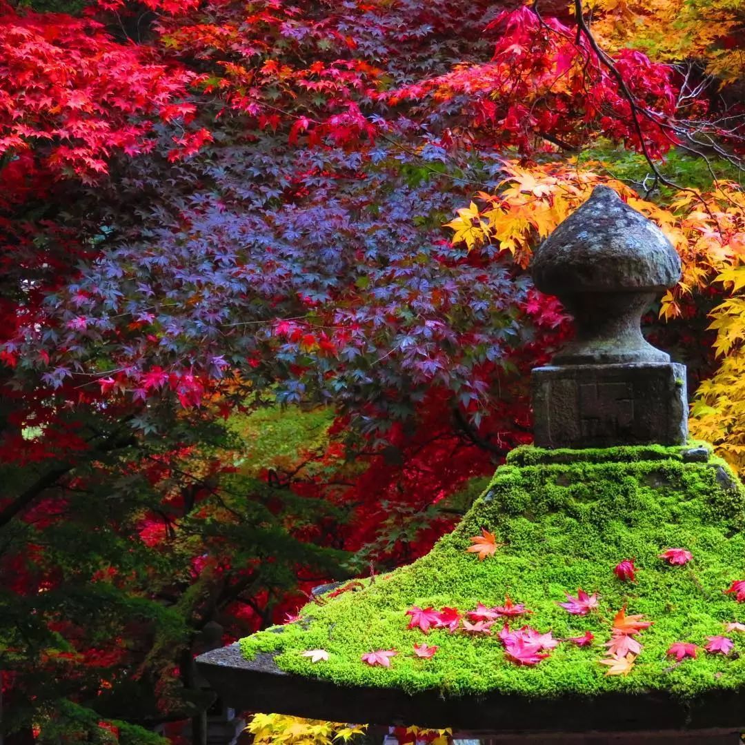 停车坐爱枫林晚风景,停车坐爱枫林晚季节