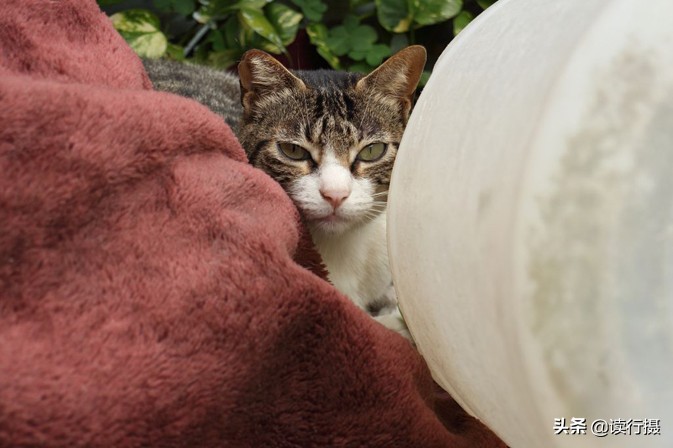 转角遇到猫探店,转角遇到猫打卡