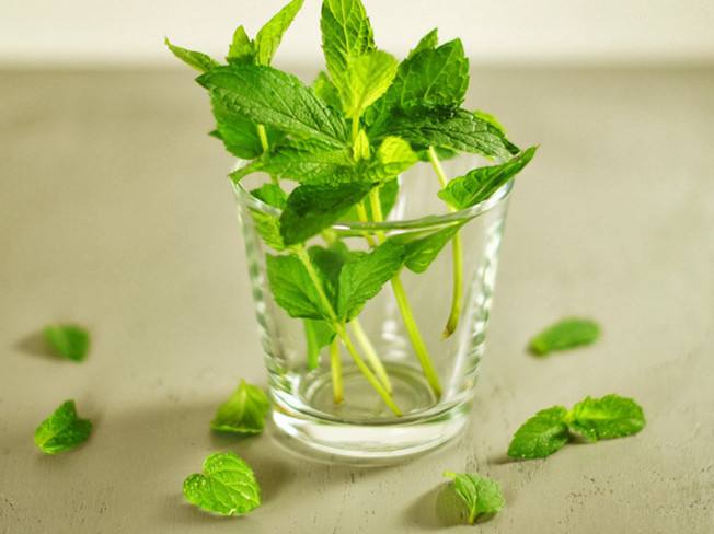 家里养的驱蚊植物叫什么草,适合户外庭院种的驱蚊草