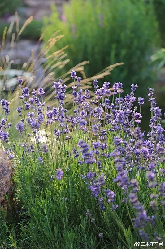 澶氳倝澶х浜屾湪,澶氳倝杈句汉浜屾湪