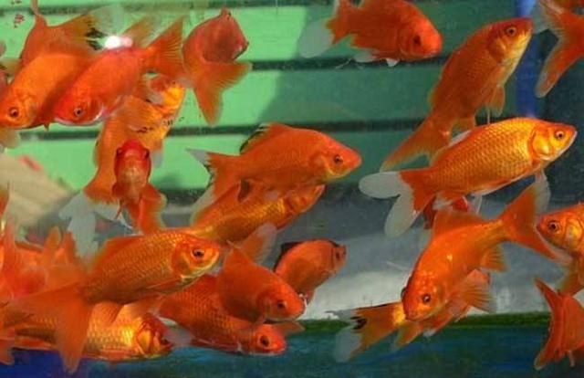 养观赏鱼会遇到什么问题,饲养的观赏鱼不愿意吃食怎么办