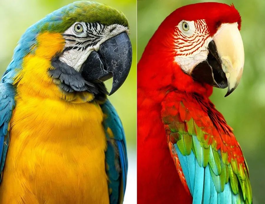 鹦鹉油画棒创意画幼儿,油画棒画动物牡丹鹦鹉教程