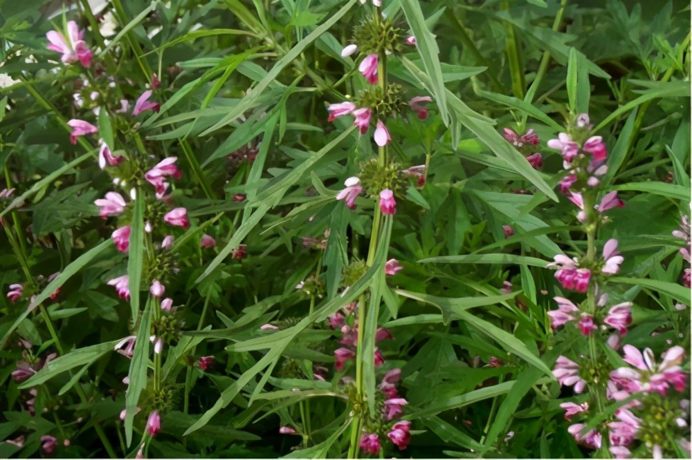 月经多的像大出血一样怎么办,月经突然多的跟血崩一样