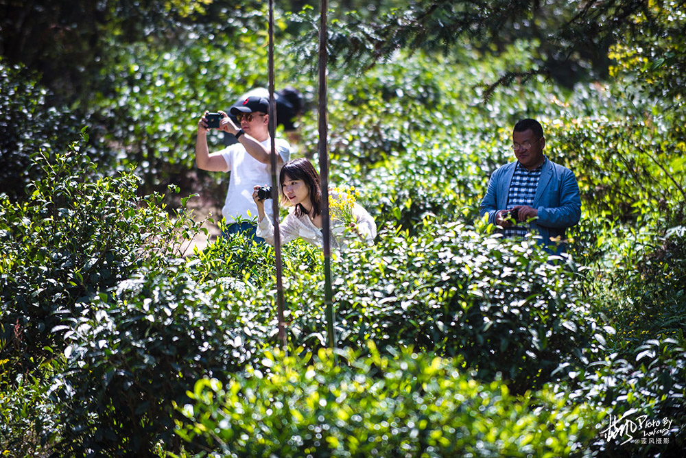 景德镇浮梁茶是什么茶,景德镇除了陶瓷还有什么比较出名