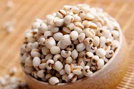 立冬养生药膳：薏苡仁（薏米）