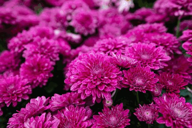 深圳东湖公园菊花展最新消息,深圳东湖公园菊花展主展在哪里