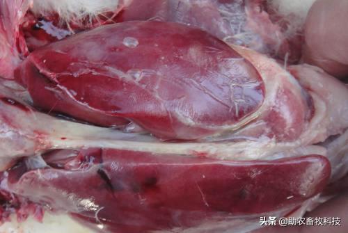 鸭传染性浆膜炎防治出新,鸭传染性浆膜炎英文缩写