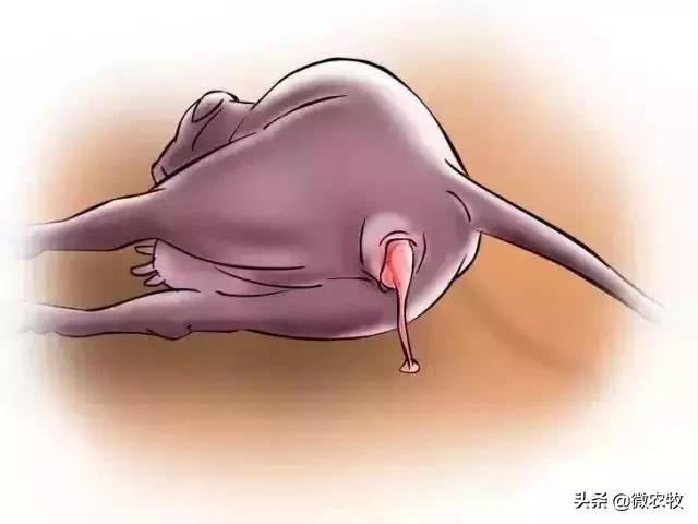 母牛分娩过程分为哪三个时期,母牛从怀孕到分娩用多长时间