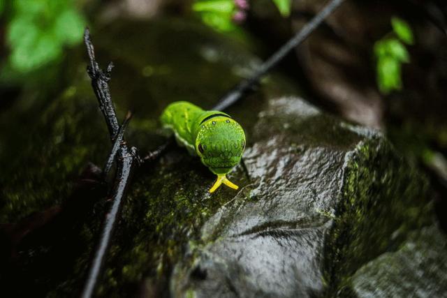绿茶伤胃吗真的假的,绿茶伤胃