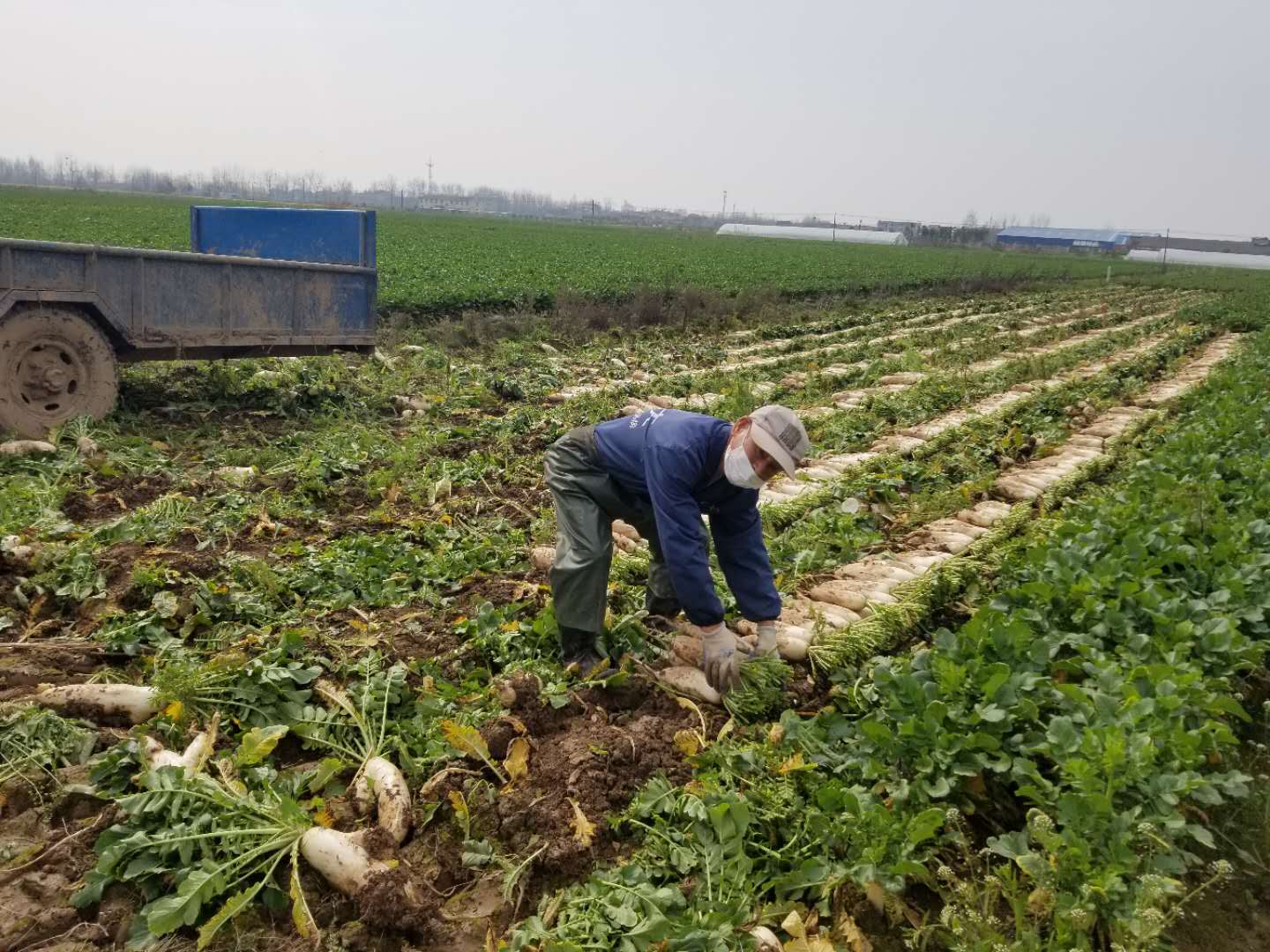 疫情防控不松懈春耕备耕不误时,抗击疫情春耕不耽误