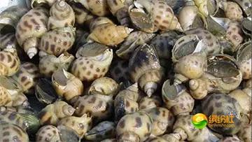 舟山海鲜攻略2天1晚住宿自由行,舟山最好的海鲜