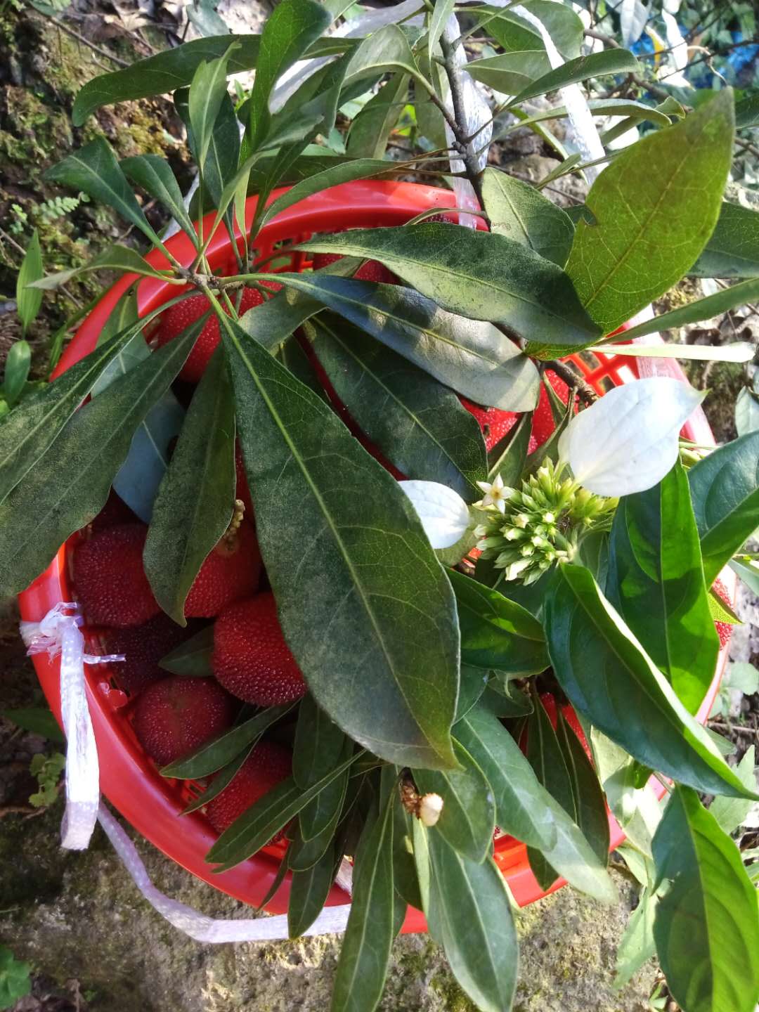梅雨季摘杨梅,又到了吃杨梅的季节摘杨梅