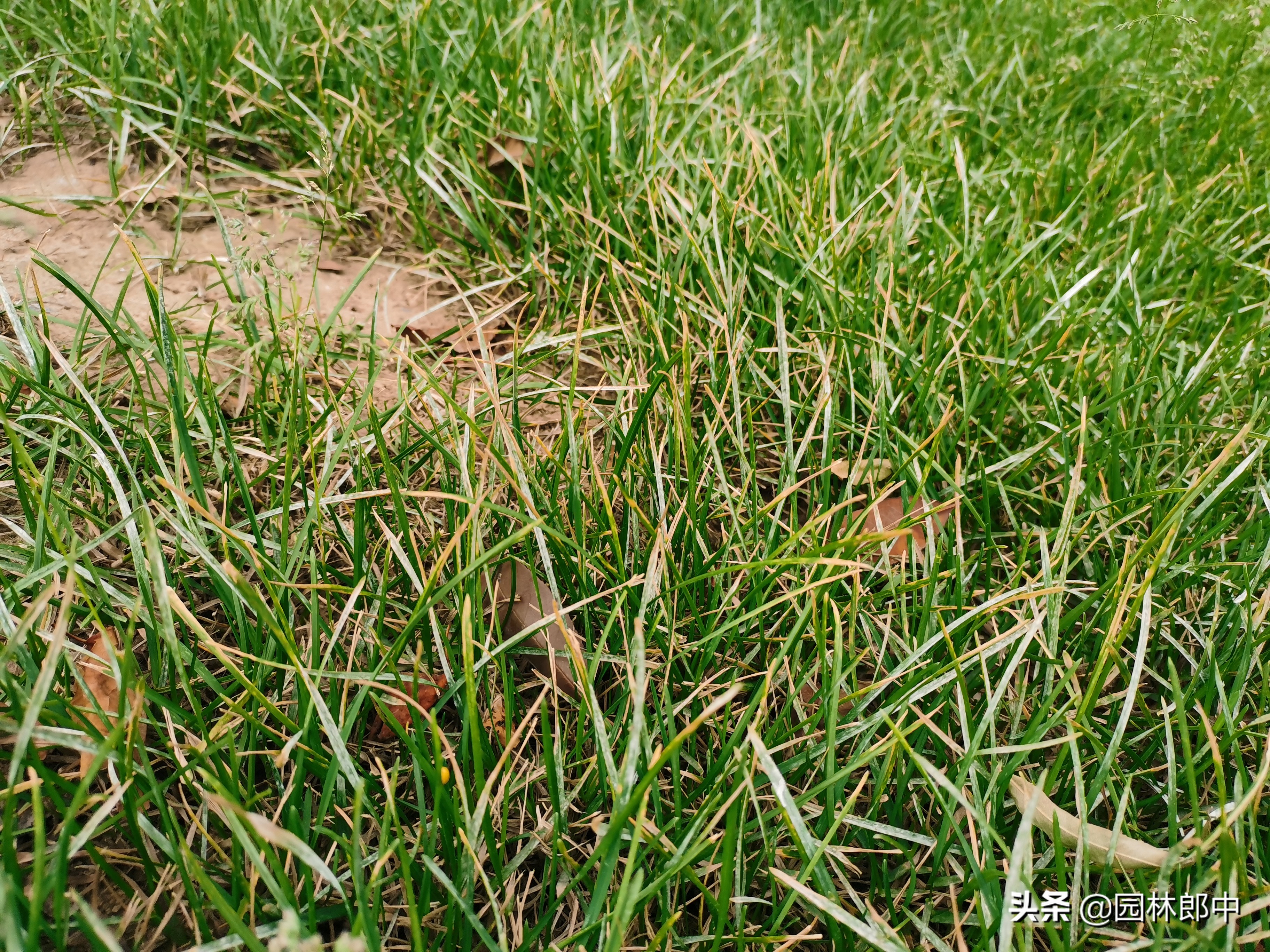 夏季草坪发黄发枯怎么救活,草坪出现黄粉病怎么治