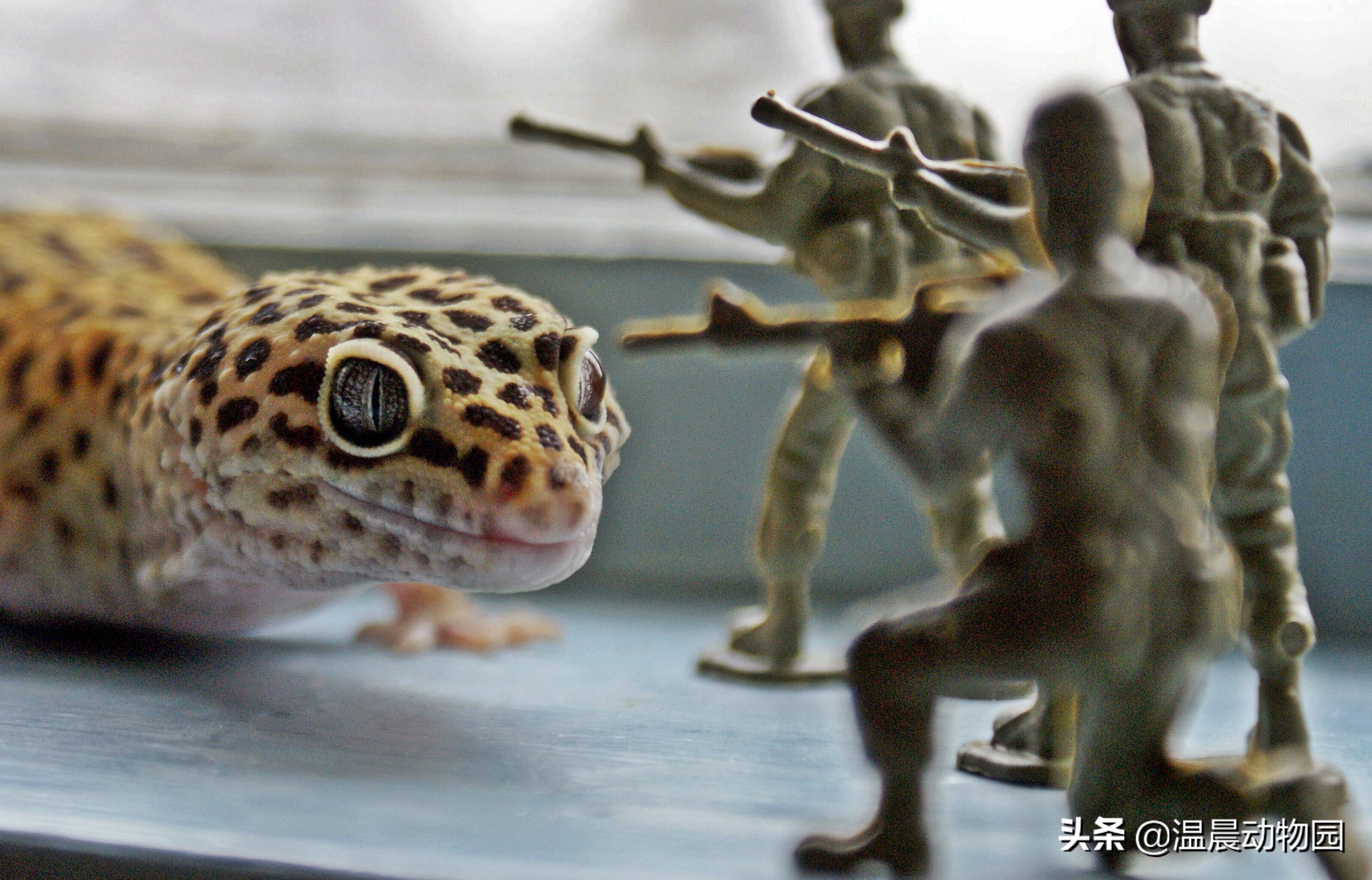 豹纹守宫饲养需要什么东西,饲养豹纹守宫需要准备什么