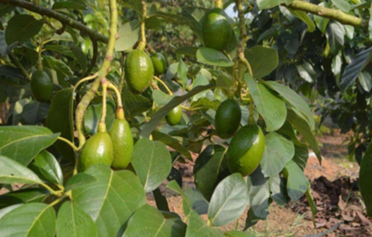 牛油果被炒作起来,牛油果有减肥功效吗