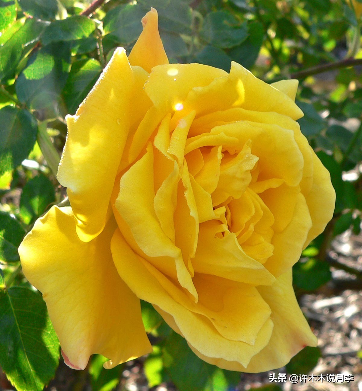 20款大花浓香的月季,好看好养四季开花的月季