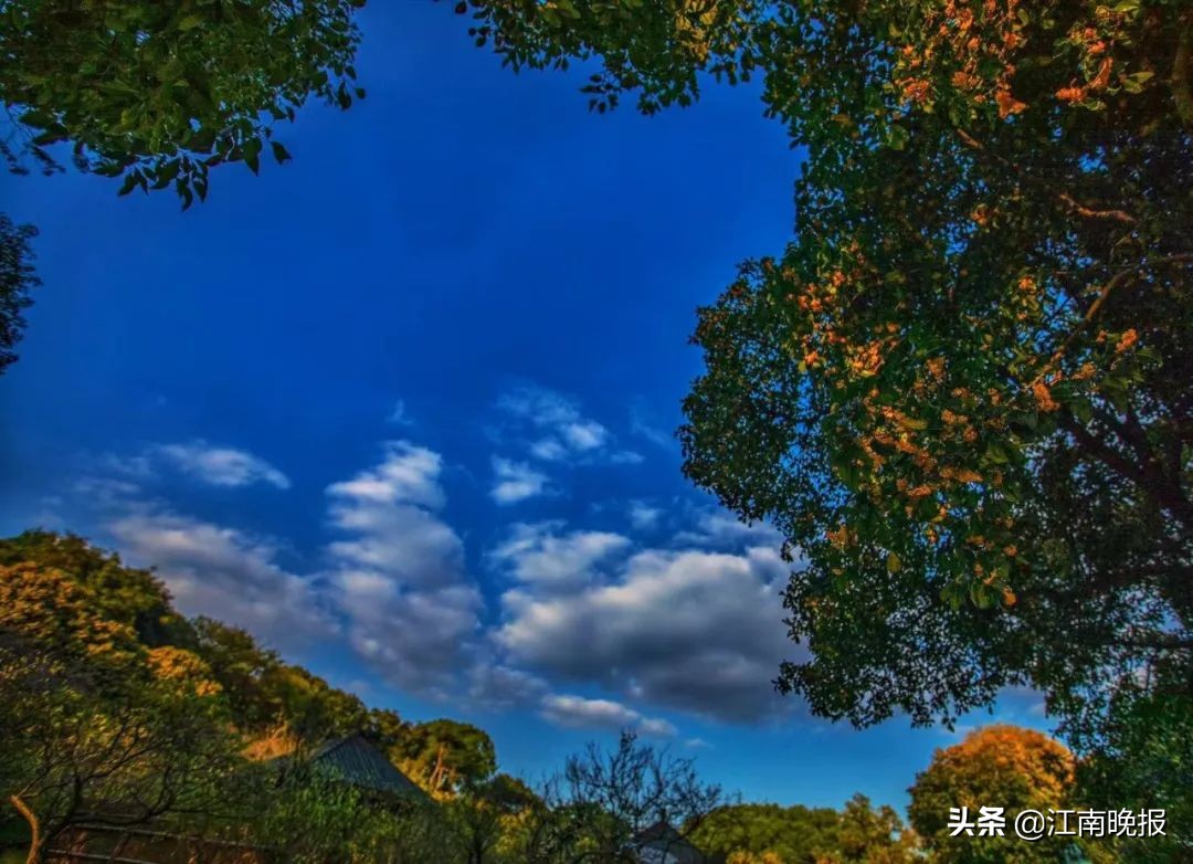 无锡哪里有粉黛乱子草,惠山古镇赏菊花