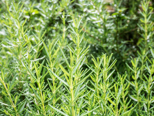 脸上有螨虫怎么快速消除,脸上有螨虫需要怎么注意