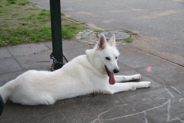 白色牧羊犬好养吗,白色德国牧羊犬是什么品种