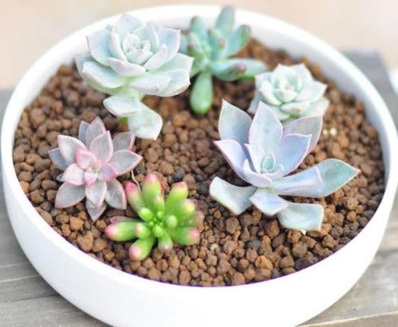 种植技巧学习,种植花卉应该怎么开始学