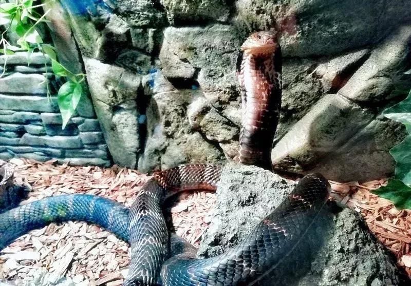 如何让观赏蛇类在人工环境下住得幸福