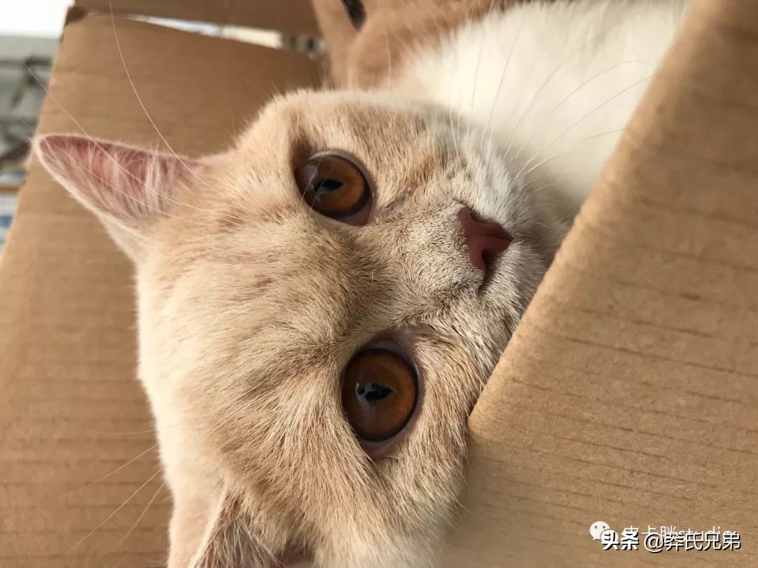 可爱小奶猫刚生出成长日记,一只小奶猫的成长过程