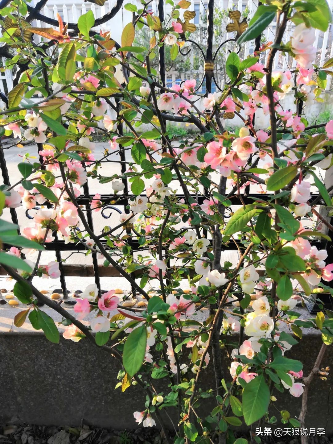 不用再羡慕别人家的院子,庭院养护全攻略