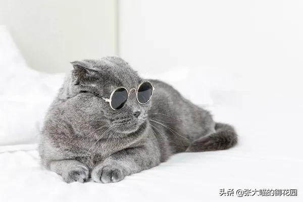 猫咪特别挑食吃得很少应该怎么办,关于猫咪不吃饭的原因分析