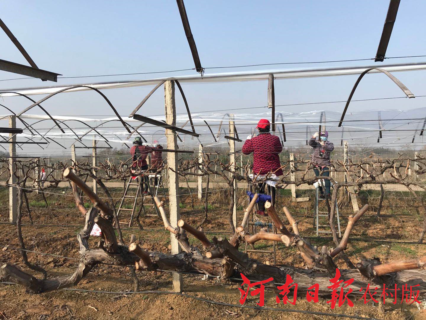 平桥区洋河镇：战“疫”不松春耕不误