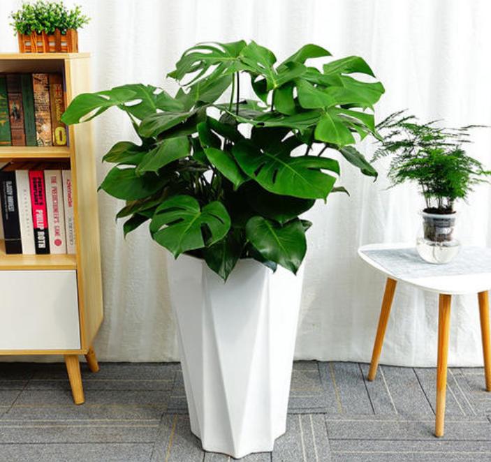 新房放哪些植物能有效吸附甲醛,甲醛克星第一名植物