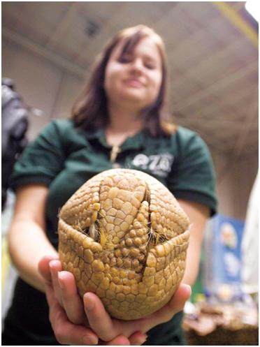 刀枪不入还能反射*弹子**，拥有最硬的外壳却是濒危动物，怎么回事？