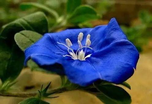 粉色和紫色的植物有哪些,紫色的植物有哪些品种