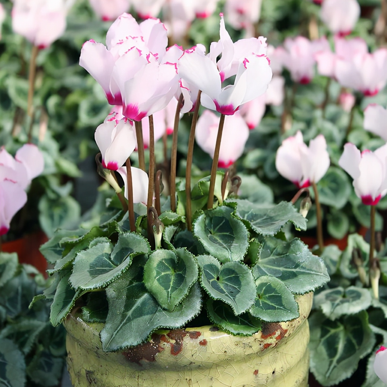 一年四季不死的十种花水养,浇水过多死的植物