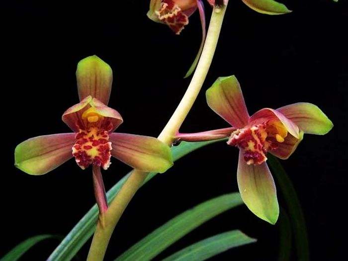 蕙兰开花苞后怎么养护,蕙兰长出花苞