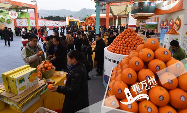 三峡柑橘展馆交易会,三峡柑橘国际交易会快报