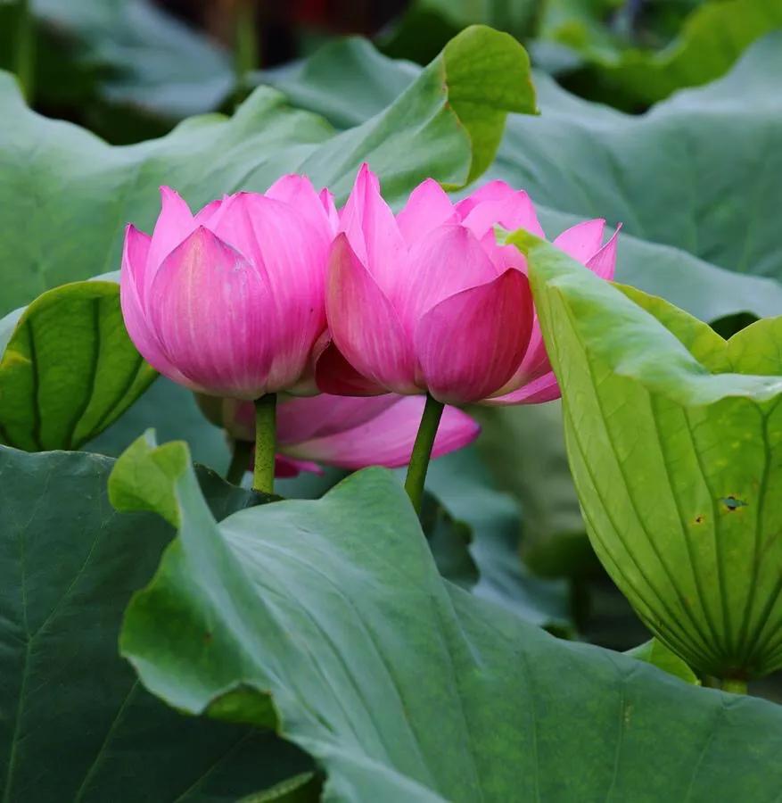 荷花的美惊艳了岁月,荷花温柔的绽放