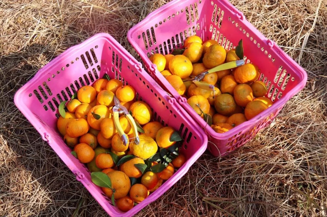 清远冬季水果,清远冬季水果采摘