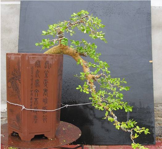 黄杨怎么盆栽才好看,雀舌黄杨盆景的栽培技术