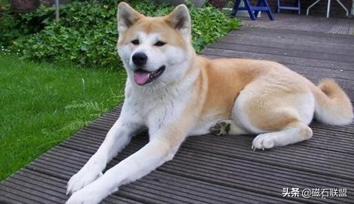 日本的宠物狗秋田,日本的国犬是什么狗