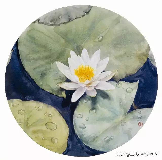 100种花卉绘画,100多张花卉线描手稿素材赶快收藏