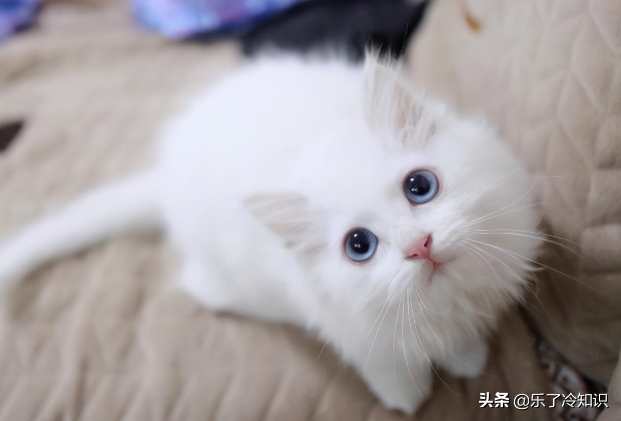 舒淇倡导领养代替购买,橘猫狸花猫狮子猫,多多关注流浪猫