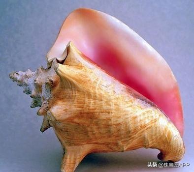 贝壳手工珠宝首饰,贝壳珠宝有哪些